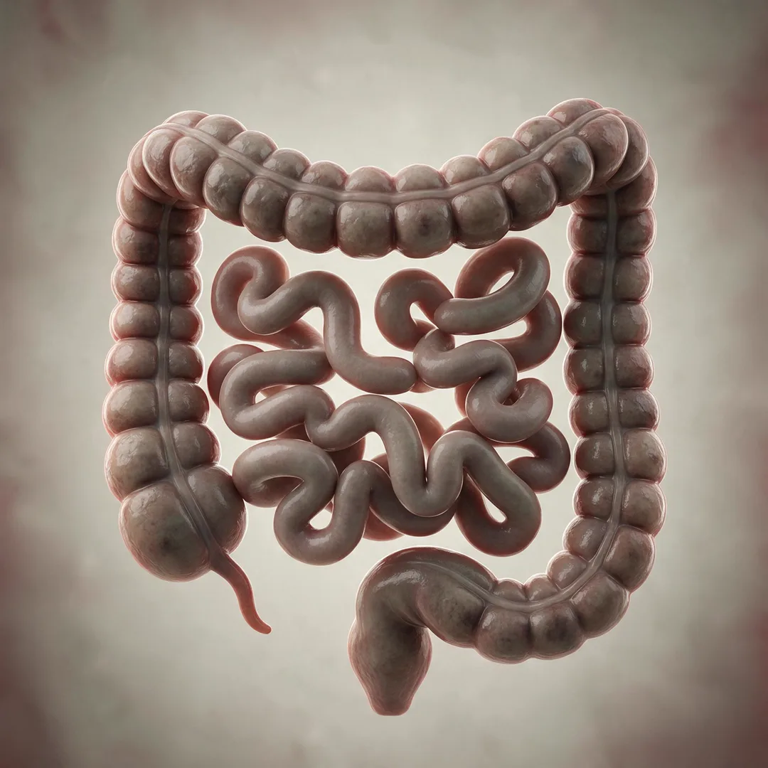 Ilustración de un intestino grueso cargado y de color grisáceo